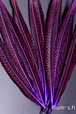 Faisan doré - 20-35 cm - aubergine